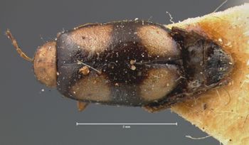 Media type: image; Entomology 18438   Aspect: habitus dorsal view